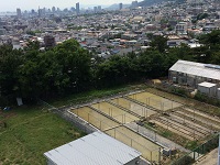 2017 shirokaki12.jpg(27201 byte)